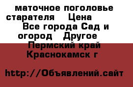 маточное поголовье старателя  › Цена ­ 3 700 - Все города Сад и огород » Другое   . Пермский край,Краснокамск г.